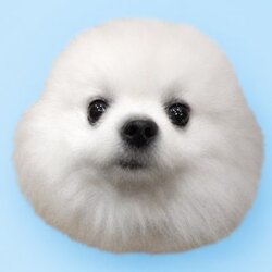 Durovs Dog