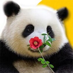 花花 (flower flower)